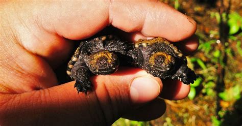 Male Vs Female Snapping Turtles Identification Guide All Turtles