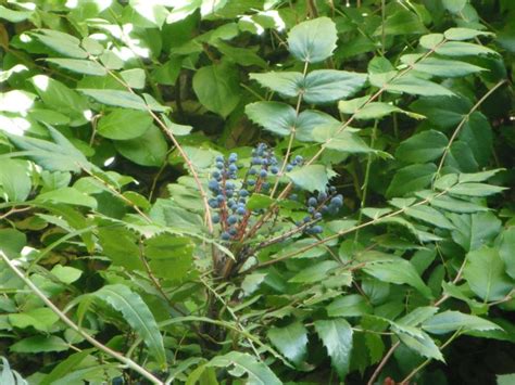 Mahonia Berberis Nervosa Low Cascade Oregon Grape Woodbrook