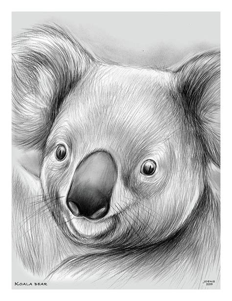 Koala Drawing By Greg Joens Pixels