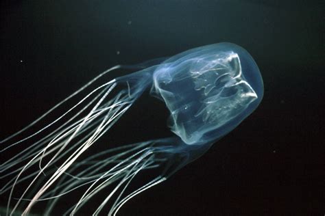 Be Careful Of This Sea Creature Habukurage Box Jellyfish Best