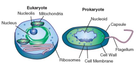 Animal Cell Is Prokaryotic And Eukaryotic Prokaryotic And Eukaryotic