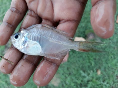 Indigenous Small Freshwater Fish And Its Importance Aqua Post
