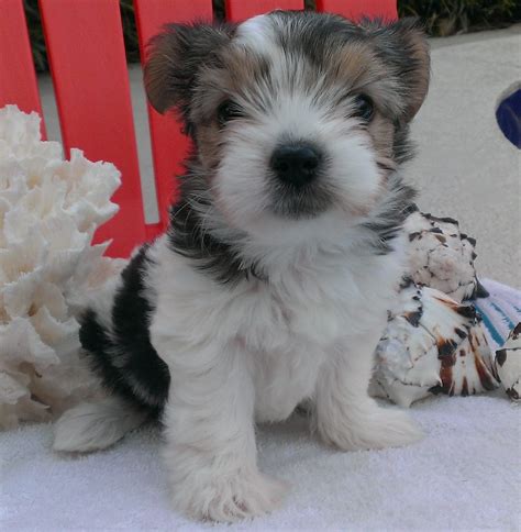 Poa dogs and beans night | town of palm beach shores. zDaisy Sold! - Palm Beach Yorkies, Parti Yorkie Puppies for Sale, AKC Parti Color Yorkshire ...