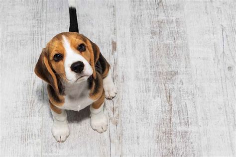 Top Ten Apartment Dogs The Best Breeds For Small Homes