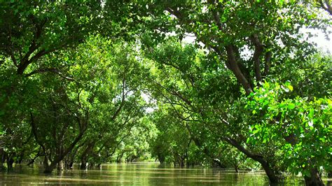 Mangrove Patches Deserve Greater Recognition No Matter The Size