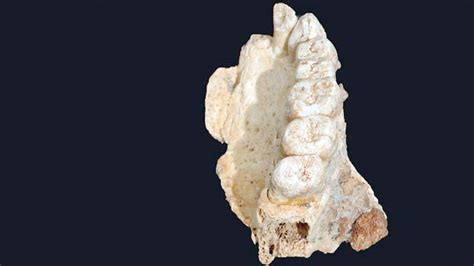 Oldest Human Fossil Outside Africa Is Dug Up In Israel Oman Observer
