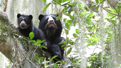 Spectacled Bears Youtube