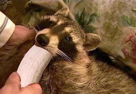Cursed Raccoon : cursedimages