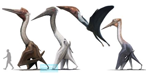 Giant Pterosaurs Artwork By Gabriel Ugueto From Left To Right