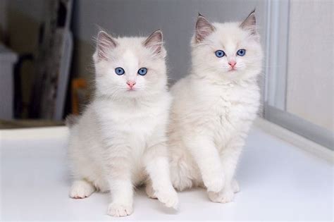 Animals And Pets Baby Animals Cute Animals White Kittens Cats And