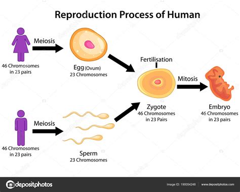 Education Chart Of Biology For Reproduction Process Of Human Diagram