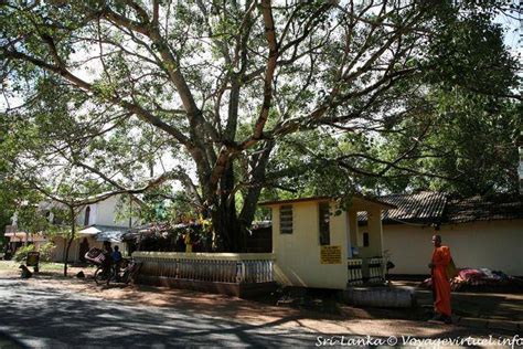 Bodhi Tree Bo Or Sacred Ficus Kurunegala Sri Lanka Ceylon