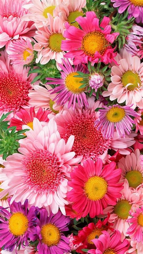 Selected Flower Desktop Background Free You Can Save It Free Aesthetic Arena