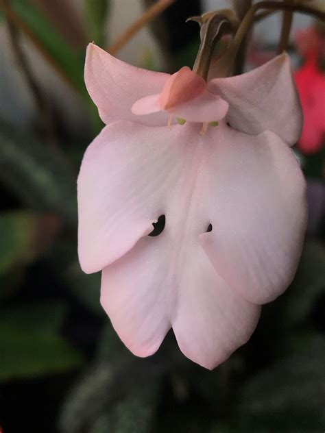 Habenaria Carnea Bryon Am 82 Points Houston Orchid Society