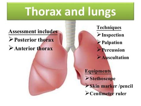 Physical Examination Thorax And Lungs