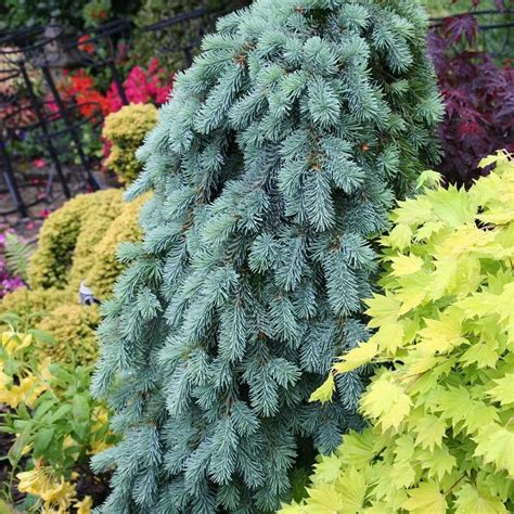 Weeping Blue Spruce Trees For Sale Online Garden Goods Direct