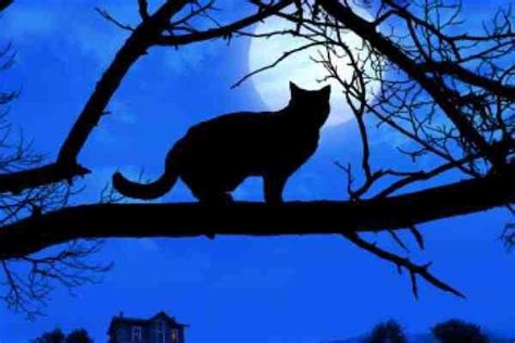 In A Tree Black Cat Art Black Cats Halloween Cans Halloween Moon