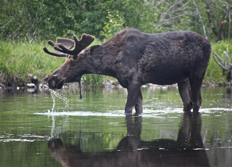 4 Kinds Of Wildlife Youll See At Mount Robson Provincial Park