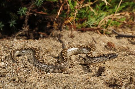 Every may 9th, the priests remove a small amount of. Researchers Rediscover Species of Snake used as Biological ...