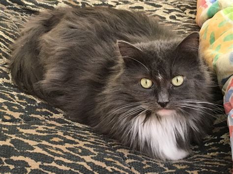 Cat For Adoption Mia A Domestic Long Hair In Newtown Ct Petfinder