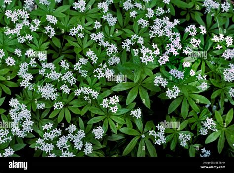 Sweet Woodruff Wild Babys Breath Master Of The Woods Galium