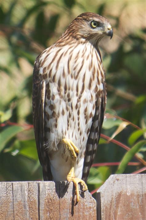 The tails on the harlan's subspecies are pale and mottled, and. Cooper's Hawk