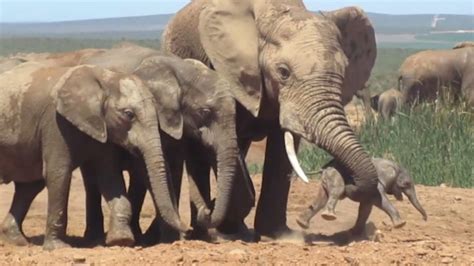 Un Elefante Macho Ataca A Una Cría Recién Nacida Youtube