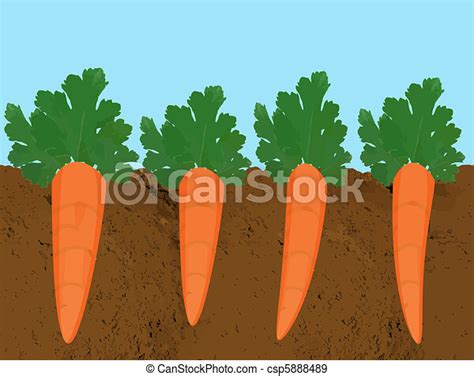 Carrots growing in soil. A cross-section of carrots growing in rich ...