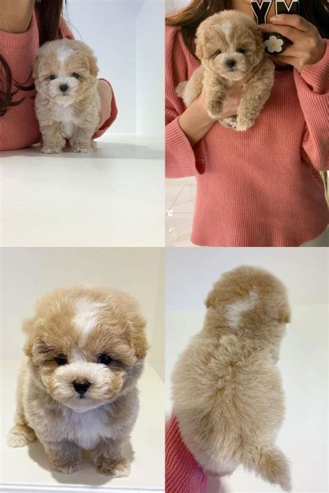 Boutique puppies offers healthy, happy, socialized teacup poodles, tiny toy poodles and toy poodles. Teacup Toy Poodle Puppies For Sale Near Me