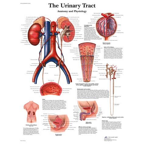 3b Scientific The Urinary Tract Chart