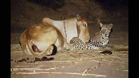 Unlikely Friendship Of Cow And Leopard