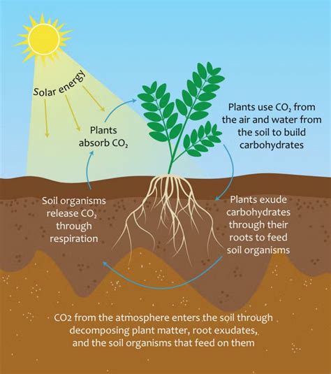 Carbon Farming Explained The Pros The Cons And The Eus Plans Clean