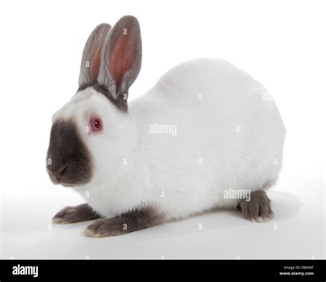 Himalayan Rabbit Stock Photo Alamy