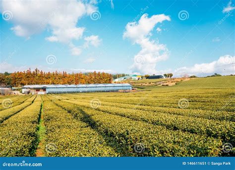 Green Tea Field In Jeju Island Korea Stock Image Image Of