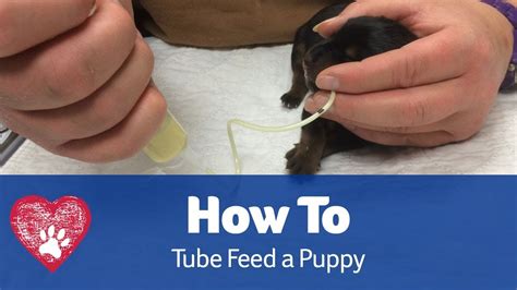 This is a very important method of feeding your pups when how to tube feed a new born, 10 day old toy poodle puppy. How to Tube Feed a Puppy - YouTube