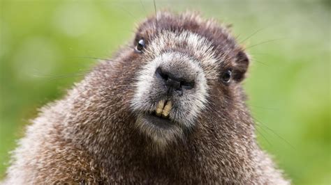 Wildlife Of The World Beaver Animal Facts And Wallpaper