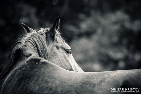 Close Up Of A Horse Head Horse Monochrome Portrait