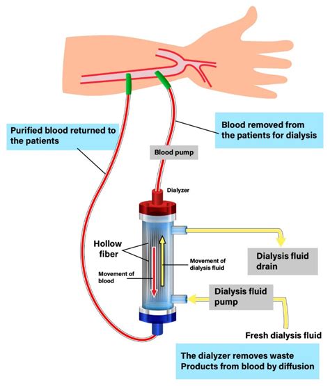 What Cell Structure Can The Dialysis Sac Be Compared