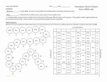 Transcription translation practice worksheet university of louisville bio 102 spring 2012 transcription translation practice worksheet. 46 Transcription and Translation Practice Worksheet ...