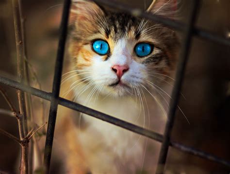 Cat Blue Eyes Hd Animals 4k Wallpapers Images Backgrounds Photos And Pictures