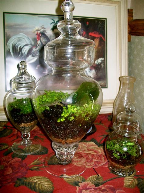 A couple of weeks ago i was at homegoods and came across this large glass jar that i thought would make an excellent …. Terrarium - Wikipedia