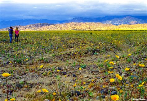 Maybe you would like to learn more about one of these? Great Bloom of 2005 | Death Valley National Park, Great ...