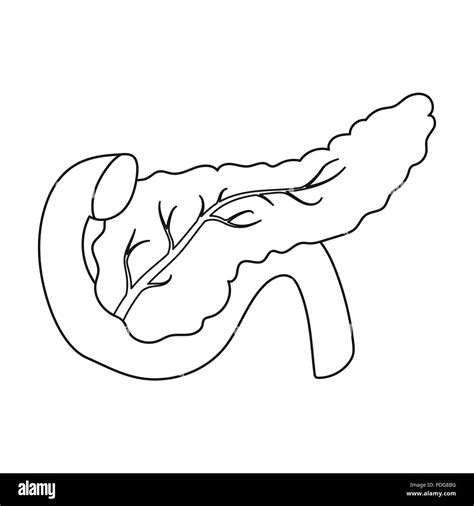 Details Pancreas Sketch Diagram In Eteachers