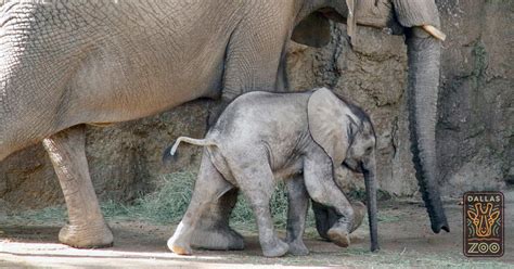 Here Is The New Baby Elephant At The Dallas Zoo