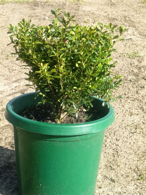 Buxus Microphylla Var Microphylla Andreasens Green