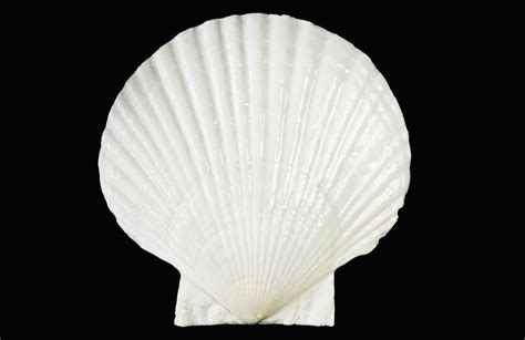 White Scallop Shell Collection Shells Sea Shells