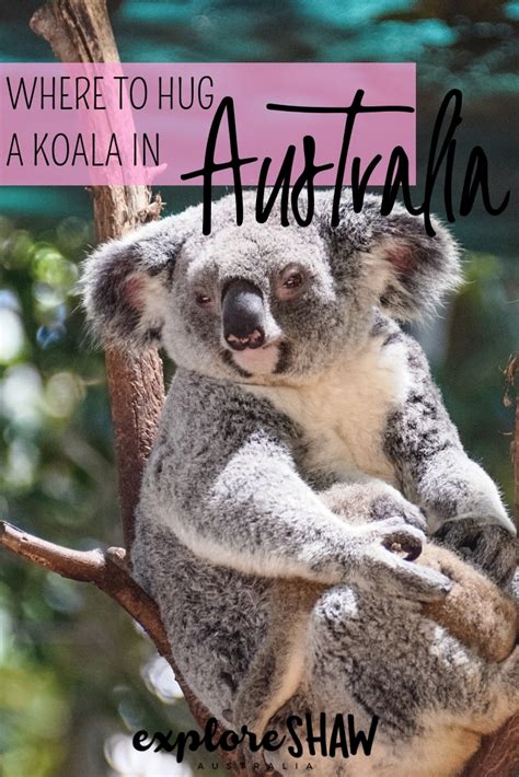 Where To Hug A Koala In Australia Explore Shaw