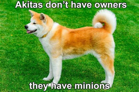 Akitas Don T Have Owners They Have Miniors Akita Dog Dog Breeds