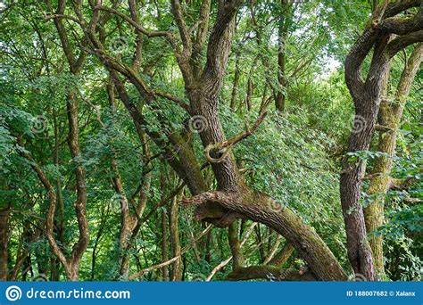 Twisted Oak Trees Stock Photo Image Of Beautiful Single 188007682