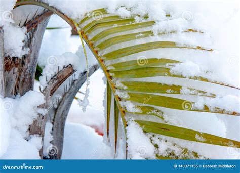 Snowy Palm Fronds Drooping Over Stock Image Image Of Landscape